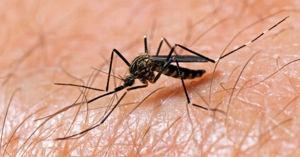 Alertă sanitară în Europa: Autoritățile avertizează că bolile transmise de țânțari ating niveluri record. România e pe listă