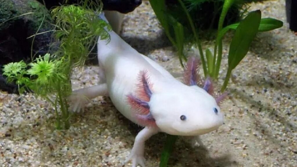 Cercetători mexicani caută ADN-ul salamandrei axolotl în canalele orașului Mexico City Cercetători mexicani caută ADN-ul salamandrei axolotl în canalele orașului Mexico City