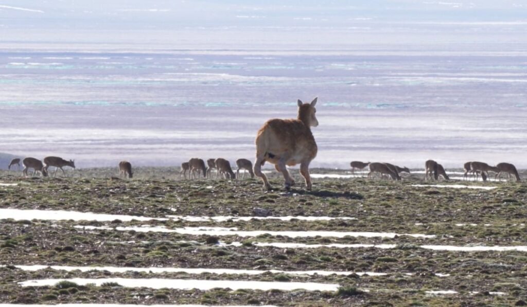 In imagine se vede o antilopă tibetană robotică care se îndreaptă spre o turmă de antilope în Rezervația Naturală Națională Hoh Xil, provincia Qinghai din nord-vestul Chinei, în iulie 2025