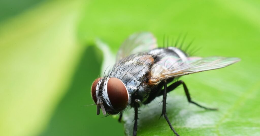 Cum se poate transmite la oameni viermele-șurub, parazitul care mănâncă țesuturi vii. În ce condiții ar putea ajunge în România