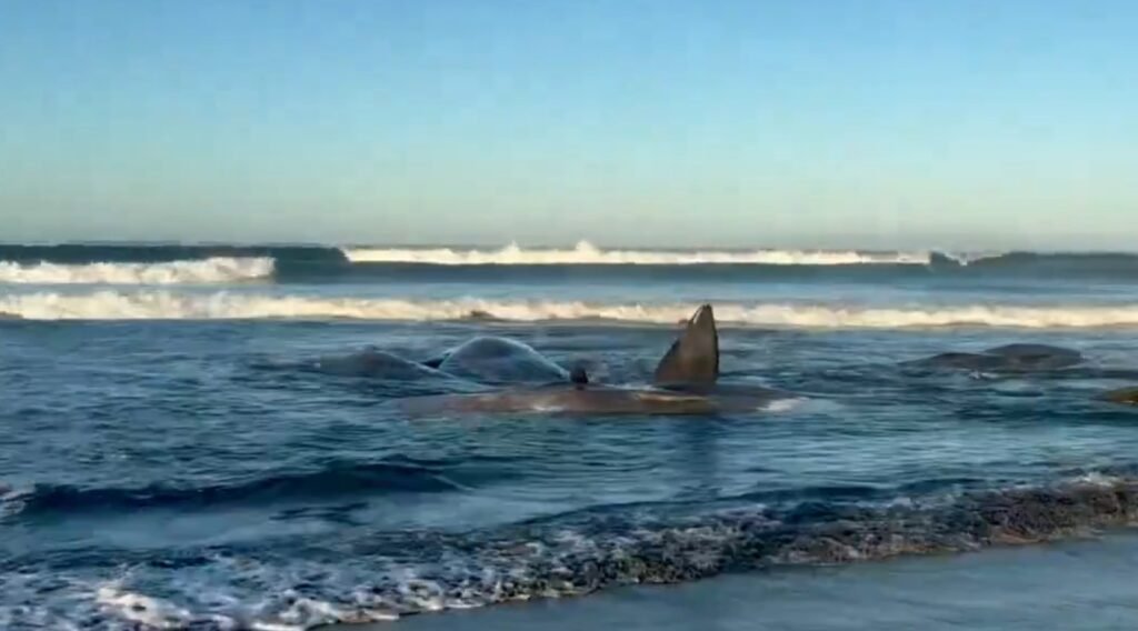 De ce au încetat balenele albastre să cânte? Misterul care îi îngrijorează pe oameni de știință