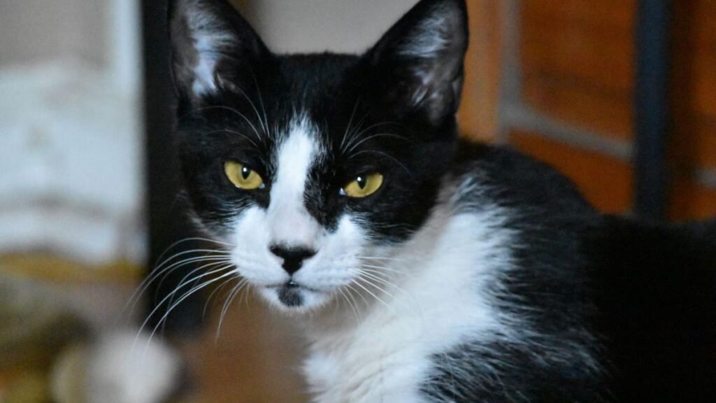 Demența la pisici. Asemănarea cu boala Alzheimer la oameni