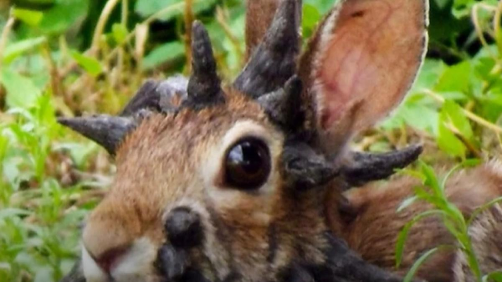 Fenomenul ‘iepurii Frankenstein’ care au îngrozit mapamondul: Ce spun experții