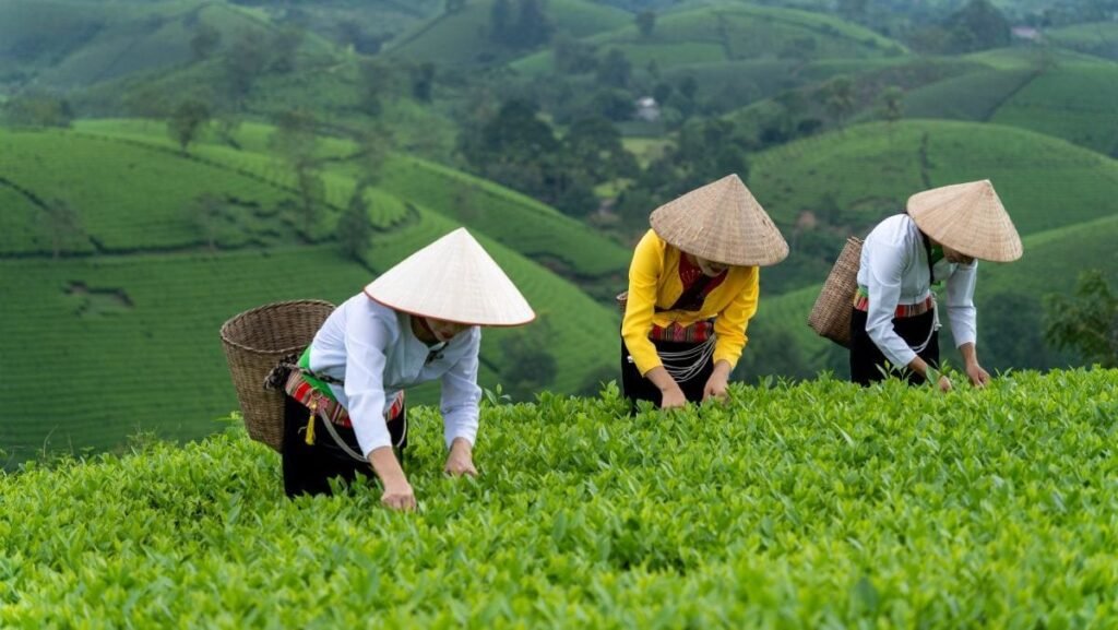 Trei femei din etnia Muong, acoperite pe cap și cu coșuri de paie prinse de ele, recoltează ceai verde pe dealul de ceai Long Coc, provincia Phu Tho, Vietnam