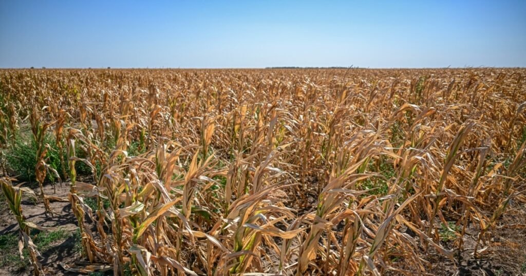 Fermierii români spun că, din cauza secetei, vor avea recolte chiar și cu 30% mai mici Fermierii români spun că, din cauza secetei, vor avea recolte chiar și cu 30% mai mici