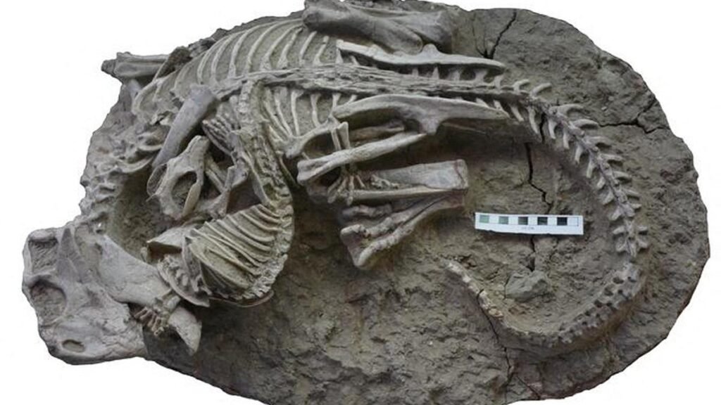 Fosilă a unui mic mamifer din era dinozaurilor, descoperită în Patagonia chiliană