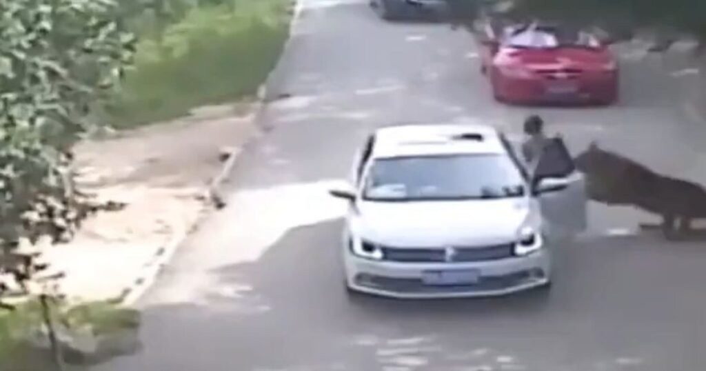 Imagini de groază surprinse într-un parc din China: o femeie a fost atacată de un tigru după ce a ieșit din mașină Imagini de groază surprinse într-un parc din China: o femeie a fost atacată de un tigru după ce a ieșit din mașină