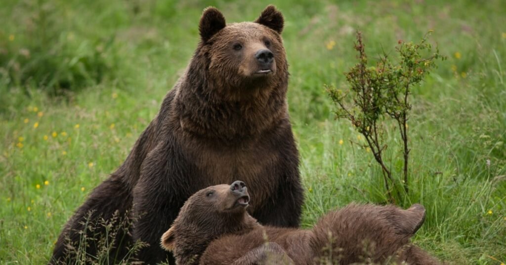 Împușcarea masivă nu e o soluție, putem avea probleme și cu un singur urs