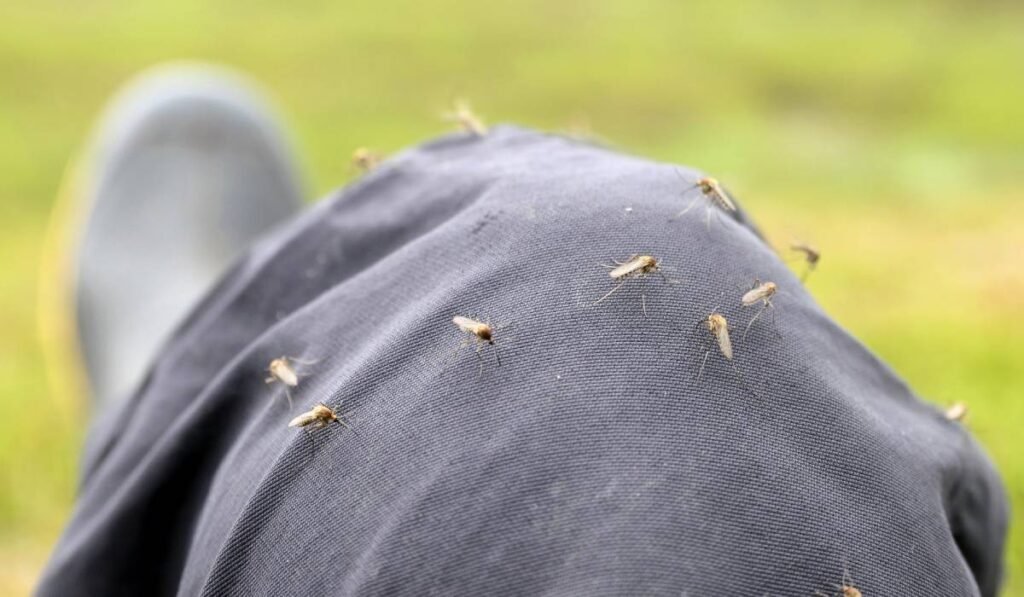 Moscova spune dacă țânțarii care trăiesc în Rusia sunt infectați sau nu cu virusuri periculoase Țânțarii stau pe pantalonii negrii ai unui bărbat