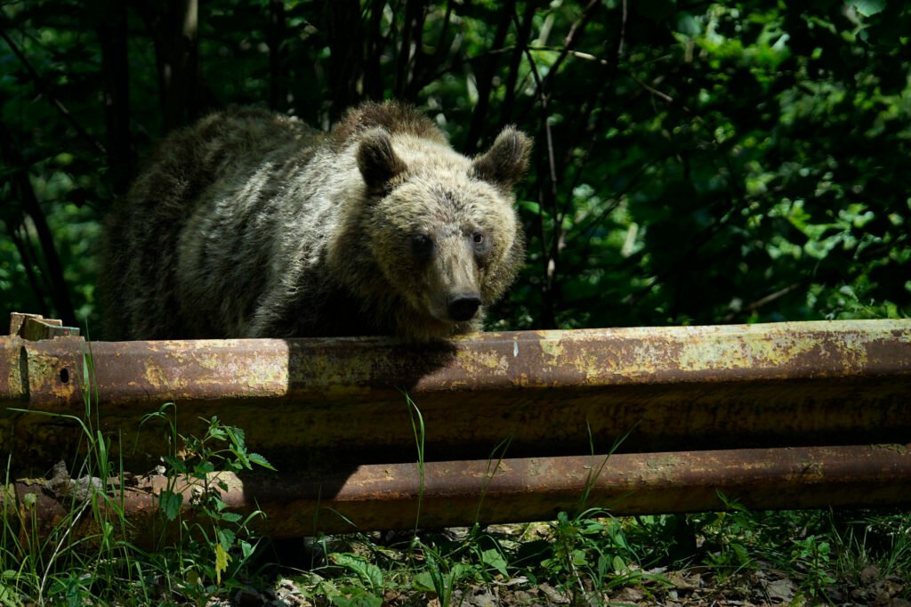 Motociclist atacat de urs pe Transfăgărășan. Cetățeanul străin a fost mușcat de animal