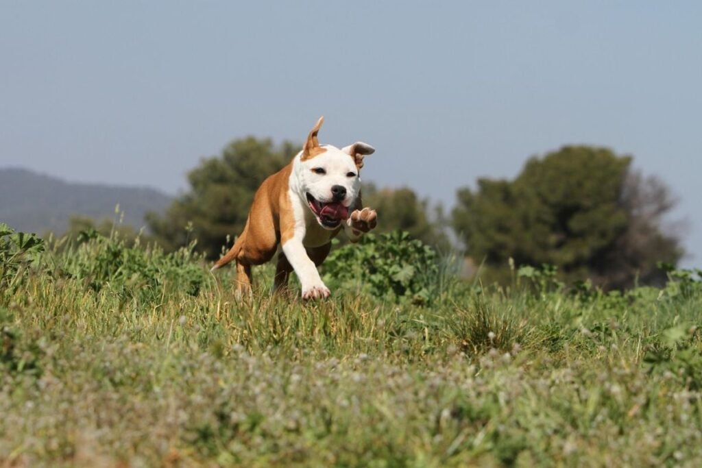 Un câine din rasa Amstaff, maro cu alb, aleargă pe un câmp