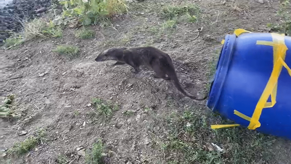 O vidră a ajuns într-un salon de coafură din Carei. Animalul, capturat și apoi eliberat în natură