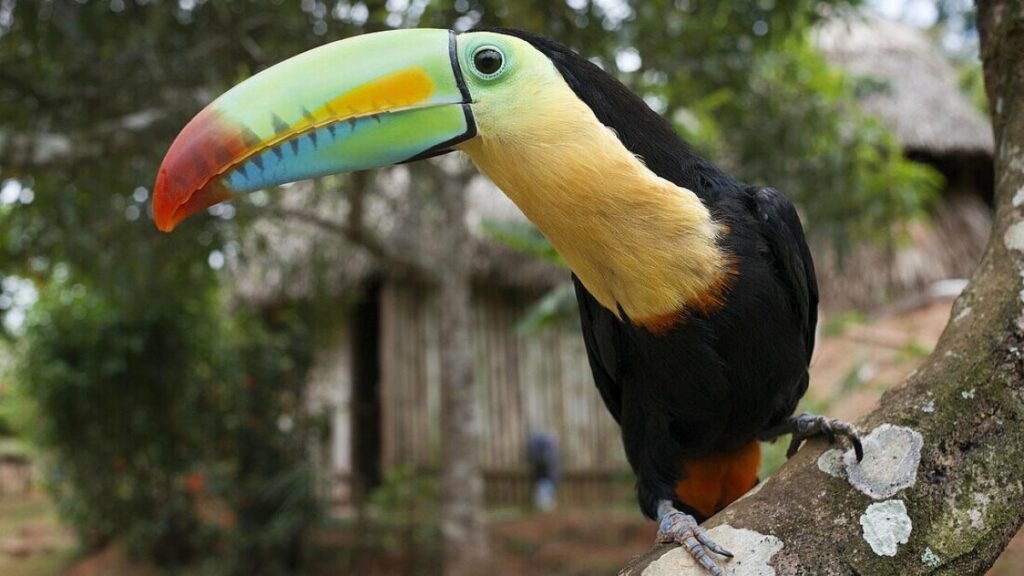 Paradisul de la Atlanticul costarican