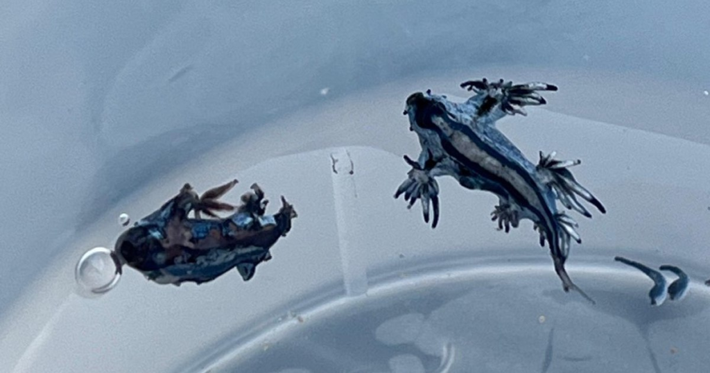 Spania închide mai multe plaje din cauza invaziei unor creaturi marine periculoase. Înțepătura lor poate fi mortală