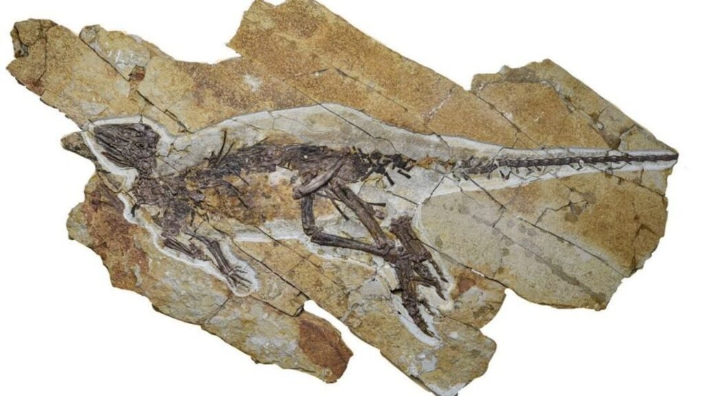 Fosila veche de 163 de milioane de ani cu Pulaosaurus, un dinozaur de aproximativ 60 de centimetri lungime