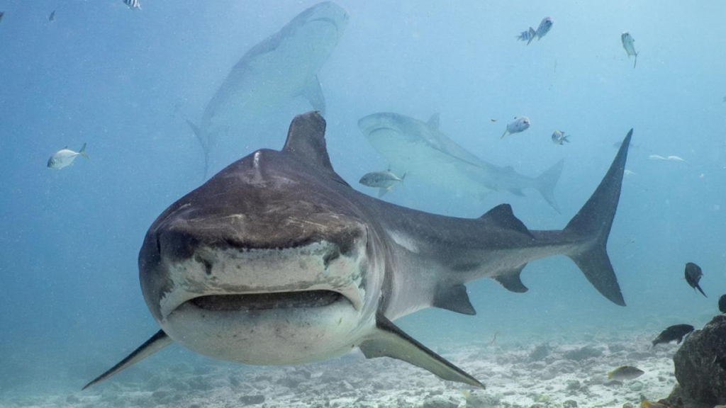 oamenii de știință explică fenomenul