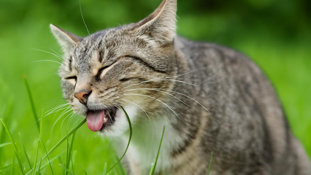 8 semne care îți arată că pisica ta suferă de demență