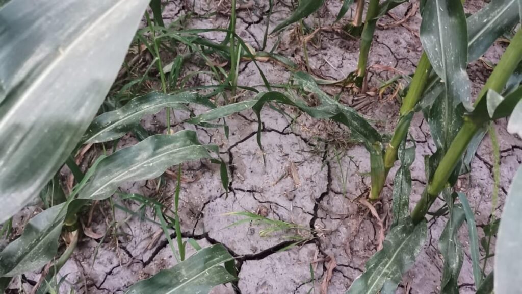 Agricultorii vor avea dificultăţi la recoltare din cauza secetei Agricultorii vor avea dificultăţi la recoltare din cauza secetei