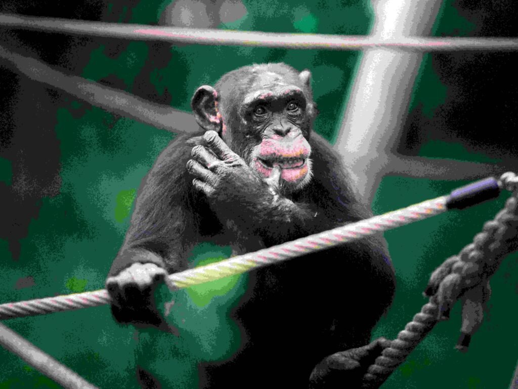 Cimpanzeii sălbatici consumă echivalentul unei beri pe zi