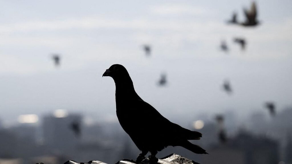 Dosar penal la Iași după ce o femeie ar fi prins și mâncat un porumbel