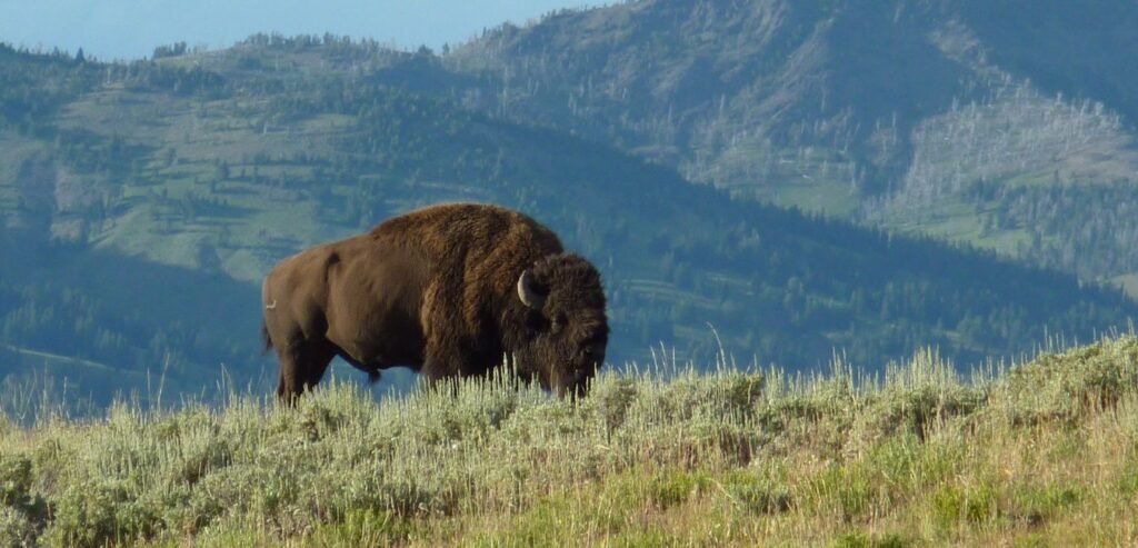 Epidemic Causes Deaths of 21 European Bisons in Romania’s Mountains Image default