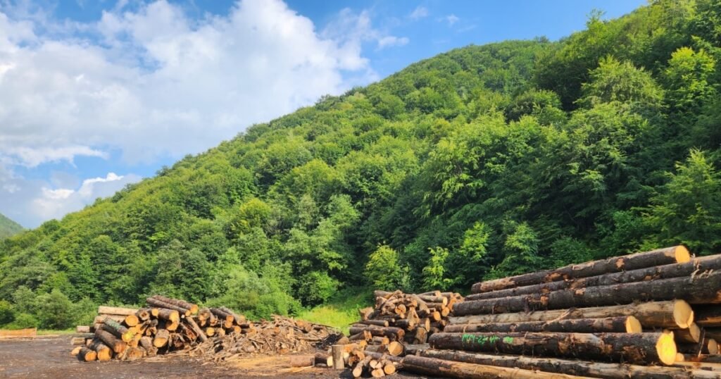 Guvernul stabilește noi condiții de funcționare a Romsilva. Măsura e jalon PNRR. Controale recente la regie au dus la sesizarea Parchetului