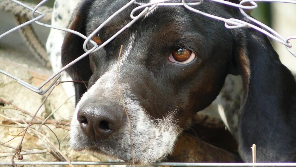 Imagini cu agresorul câinilor de la adăpostul din Giurgiu, trimise Poliției. Angajatul, surprins când lovește fără milă animalele 
