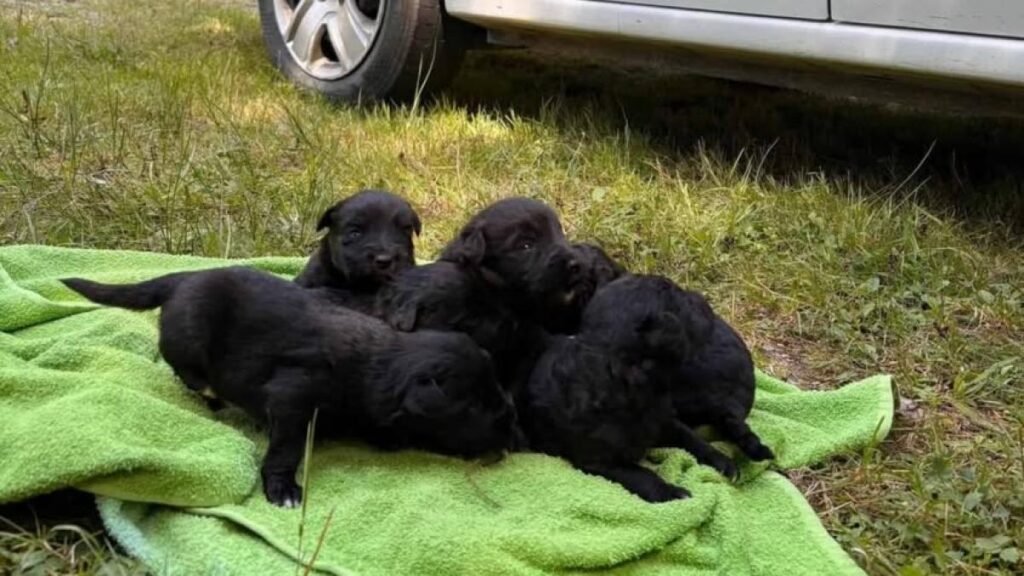 Şase căţeluşi, salvaţi de poliţişti după ce au fost abandonaţi la lacul Beliş