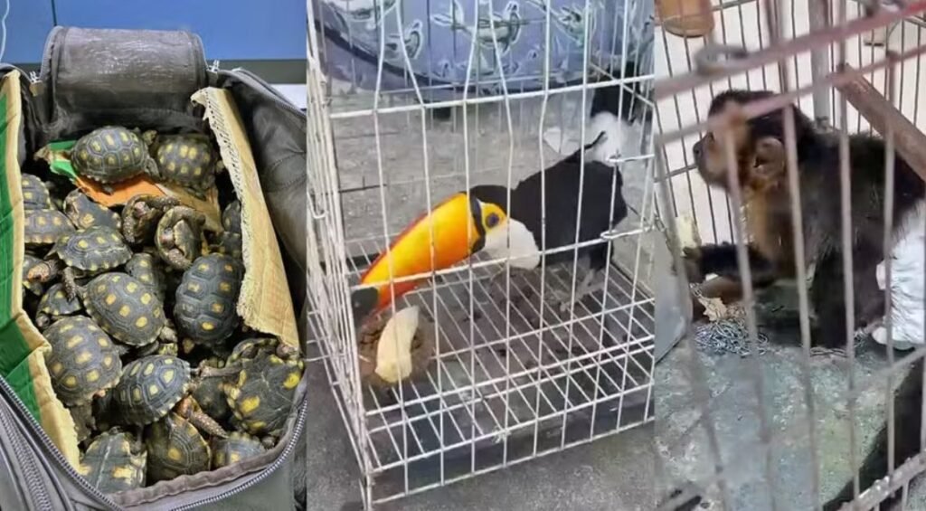 Sute de animale salvate de la traficanți: tucani, papagali, broaște țestoase, maimuțe și un piton. 47 de persoane au fost arestate (Video)