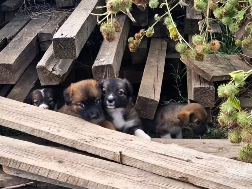 „Poliția Animalelor, Protecția Animalelor te dau așa, de la unul la altul” Măcelul mut al câinilor din Măgurele, Ilfov: „Poliția Animalelor, Protecția Animalelor te dau așa, de la unul la altul”