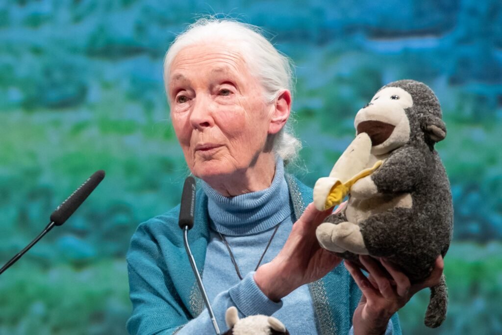 Jane Goodall, pioniera studiului cimpanzeilor, a murit la 91 de ani Jane Goodall, pioniera studiului cimpanzeilor, a murit la 91 de ani