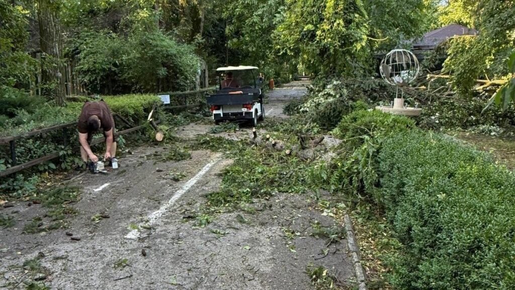 Imagine cu dezastrul provocat la Grădina Zoologică din București de furtuna din București (17 iulie 2025): frunze, crengi și copac doborât