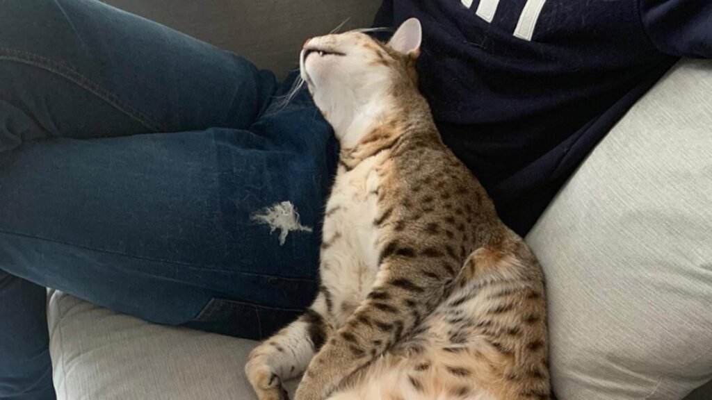 Cum îți dezveți pisica să zgârie mobilierul cu stofă: metode simple și eficiente sursă foto: Profimedia