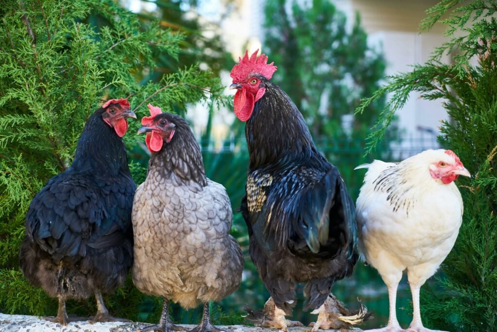 O activistă pentru bunăstarea animalelor din California a fost condamnată pentru furtul unor găini dintr-o fermă O activistă pentru bunăstarea animalelor din California a fost condamnată pentru furtul unor găini dintr-o fermă