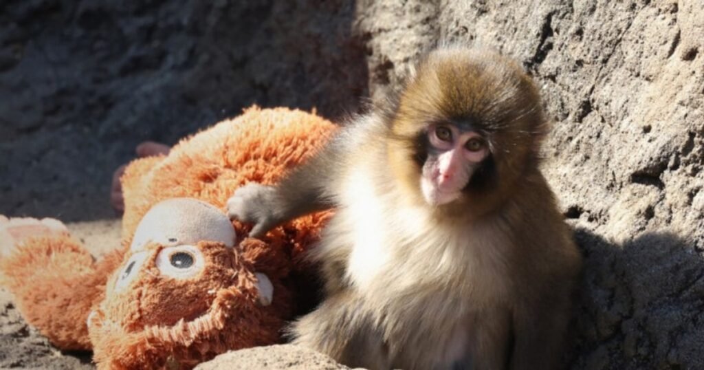 Micuțul pui de maimuță, abandonat de mamă, care a cucerit inimile internauților. Prietenul lui cel mai bun este o jucărie de pluș
