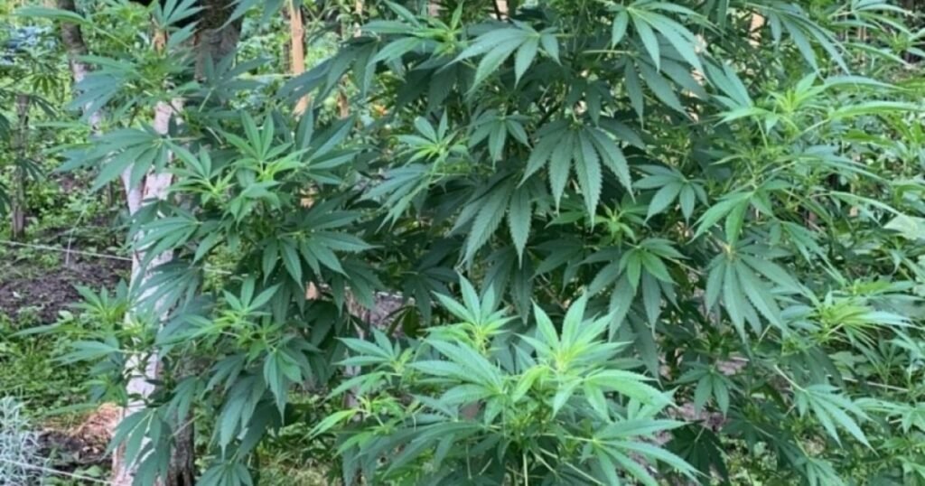 Boala care afectează milioane de oameni ar putea fi tratată cu doi compuși din cannabis. Concluziile unui studiu