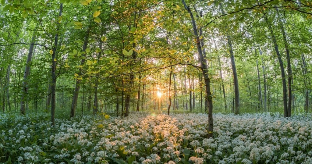 Planta vindecătoare ascunsă în cetățile dacice. De ce a fost numită usturoiul ursului