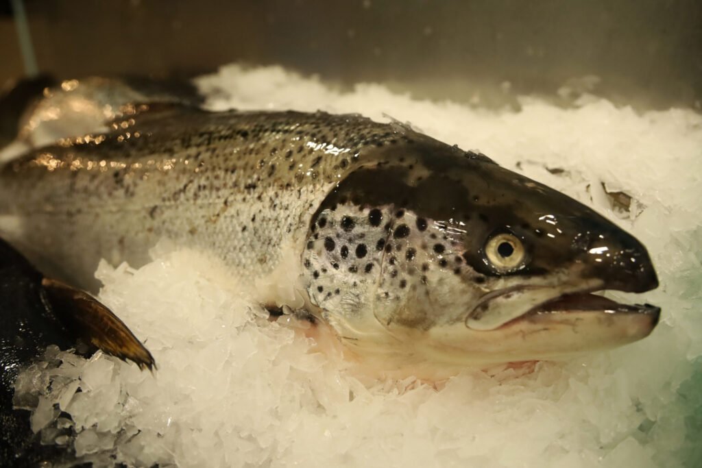 România produce tot mai puţin peşte. Importăm masiv România produce tot mai puţin peşte. Importăm masiv