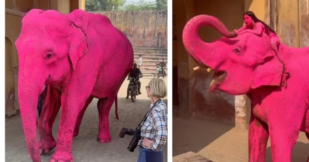 Scandal în India după ce un elefant vopsit în roz pentru o ședință foto a murit. Fotografa primește amenințări cu moartea Scandal în India după ce un elefant vopsit în roz pentru o ședință foto a murit. Fotografa primește amenințări cu moartea