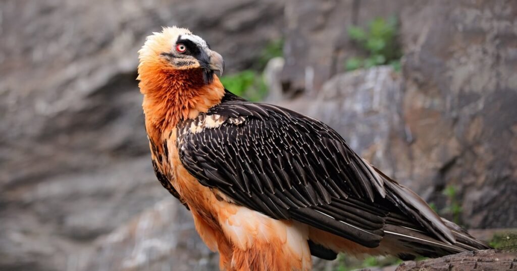 Zăganul, vulturul bărbos dispărut din Carpați. Povestea „spărgătorului de oase” care a stăpânit cerul Retezatului Zăganul, vulturul bărbos dispărut din Carpați. Povestea „spărgătorului de oase” care a stăpânit cerul Retezatului