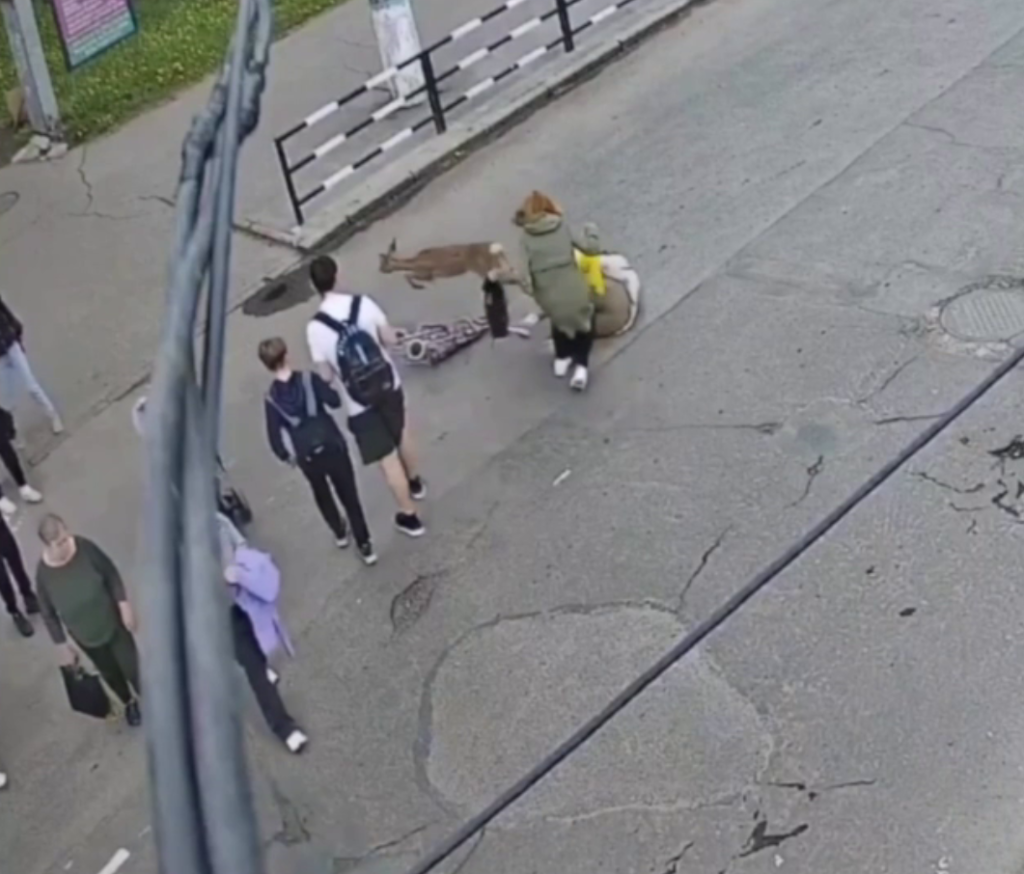 Accident bizar în Ucraina. O femeie a fost lovită de o căprioară în timp ce trecea pe zebră