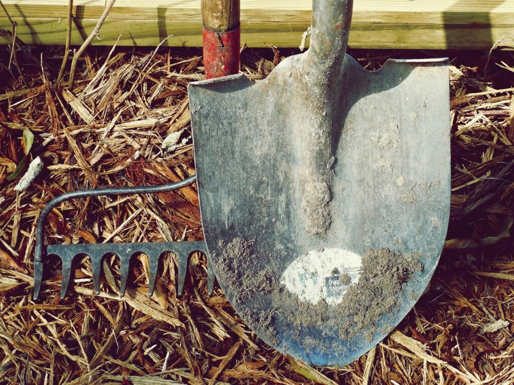 Ce legume pot fi plantate în iunie și recoltate la sfârșitul verii. Recomandările unui expert în grădinărit