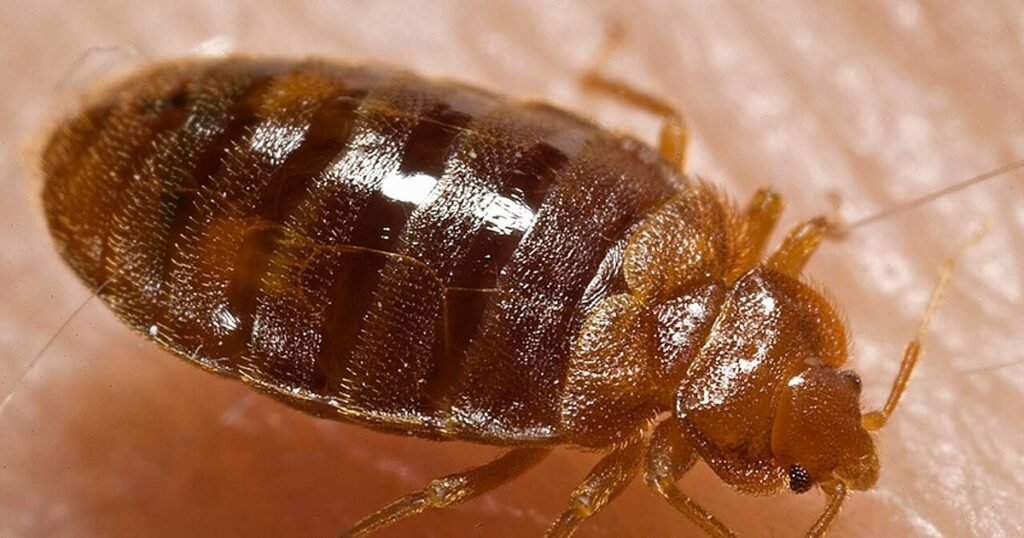 Cum arată mușcătura de ploșniță și ce poți face dacă găsești insecta în casă. Semnele care nu trebuie ignorate Cum arată mușcătura de ploșniță și ce poți face dacă găsești insecta în casă. Semnele care nu trebuie ignorate