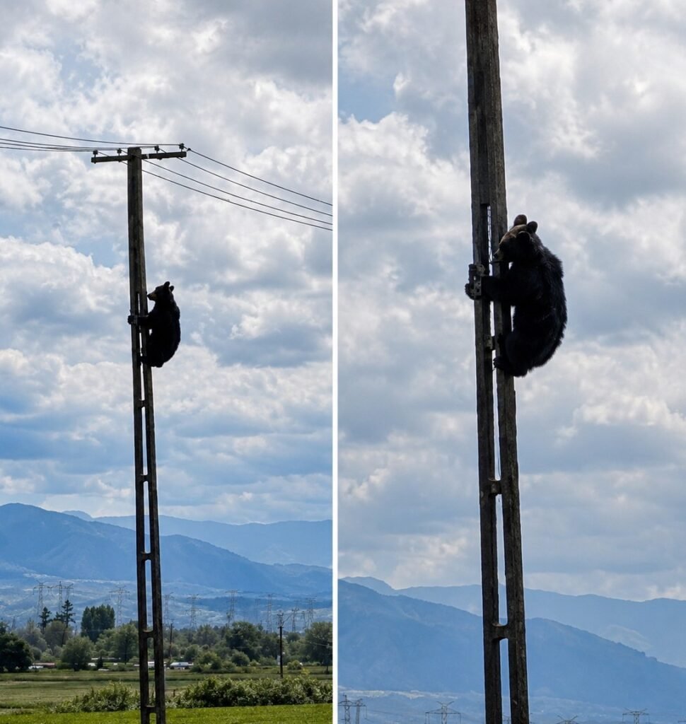 Urs cocoțat pe un stâlp de electricitate în Brașov