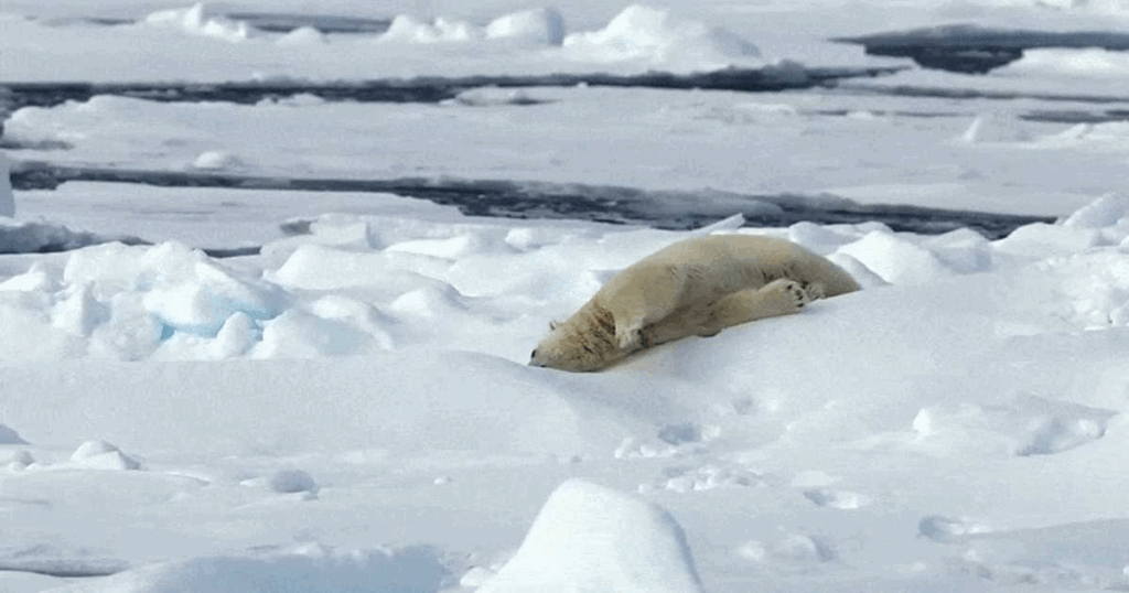 „Antrenamentul” sezonului în Arctica: Un urs polar folosește un bloc de gheață pe post de halteră